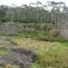 The Gully, Katoomba